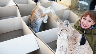 БОЛЬШИЕ КОШКИ ЛЮБЯТ БОЛЬШИЕ КОРОБКИ / BIG cats DIG BIG boxes