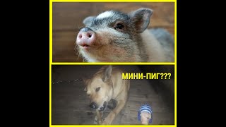 Купили Мини -Пиг? Реакция Мухтара🐕 На Свинку🐖🦴