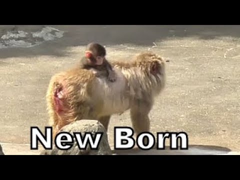 Baby Monkey 赤ちゃん猿 - YouTube