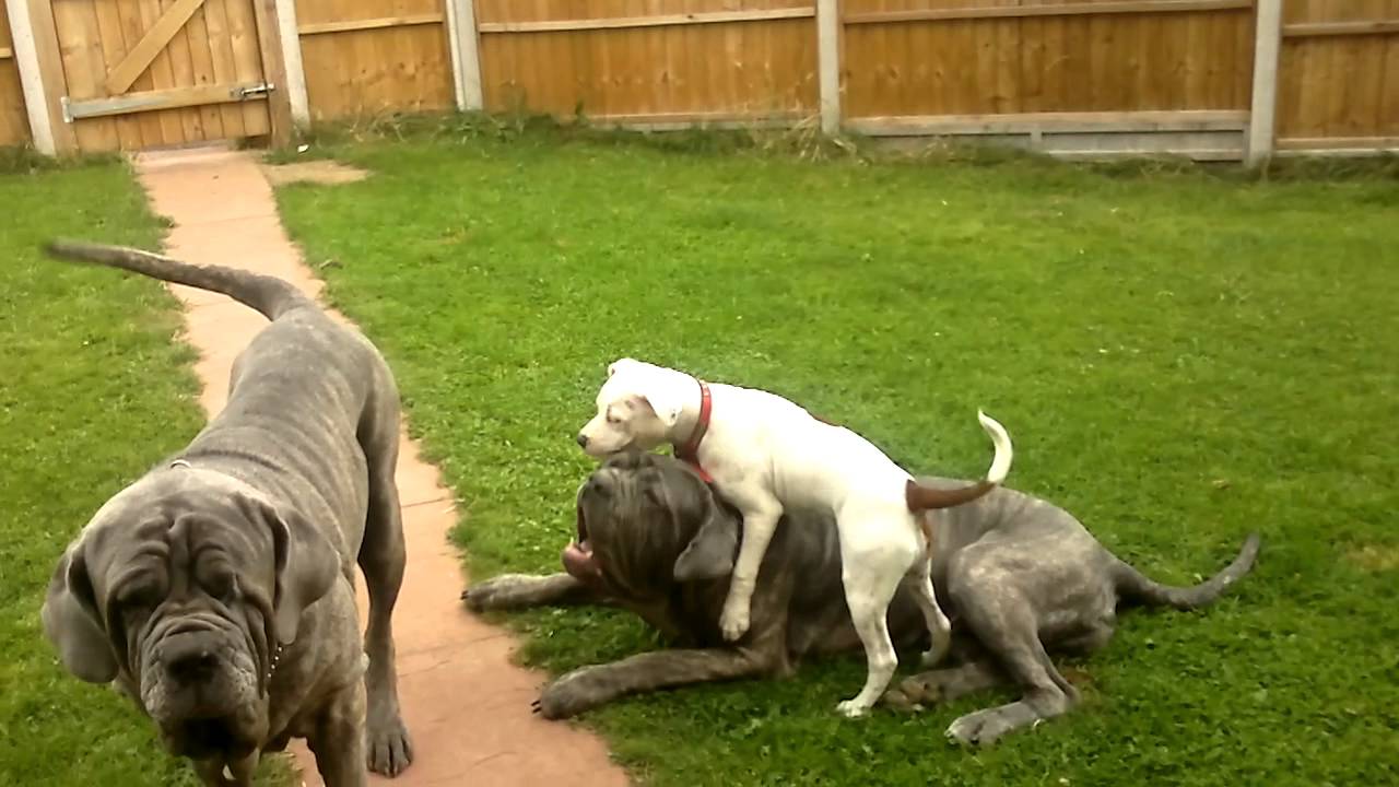 bull terrier x mastiff