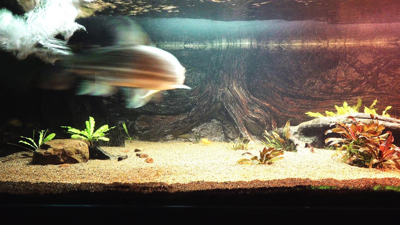 12 years old goliath tigerfish hunting training