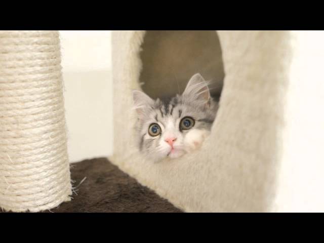 バレエ音楽「眠りの森の美女」:長靴をはいた猫と白い猫(第3幕)NEW!Pyotr Tchaikovsky