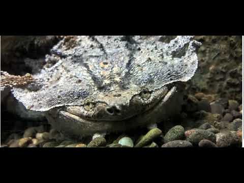 SLAM TANK (DEMO)