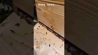Exmoor Buckfast Bees are on it!