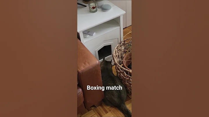 Video 9917131: highland lynx cat, cats catfight