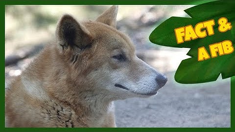 Two Facts and a Fib! | Dingo | The Wishmas Tree