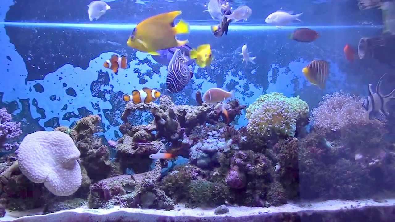 海水魚水槽 ヤッコ６匹混泳 餌やり風景です 13 10 4 Youtube