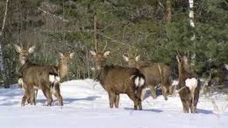 Тепловизионный Прицел Pulsar Apex Xd75 - Наглядно...