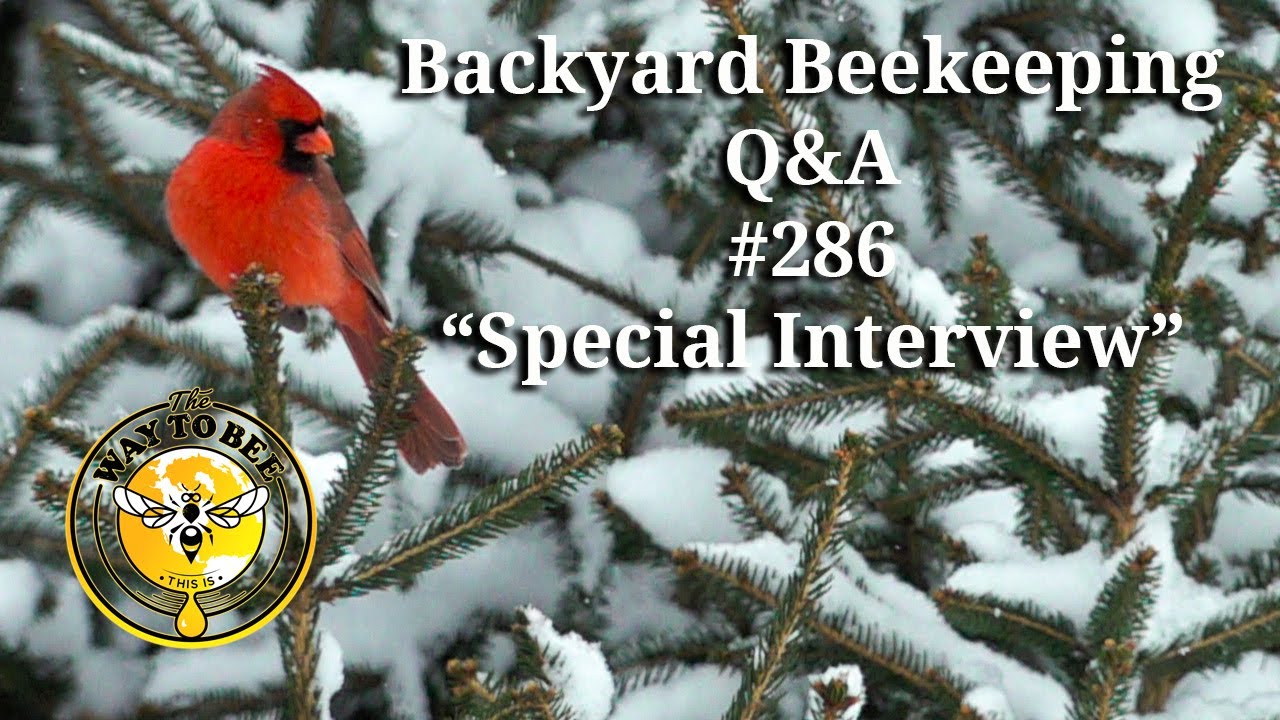Backyard Beekeeping Q A 286 Common Concerns About Formic Pro And More Backyard beekeeping q a 286 common concerns about formic pro and more