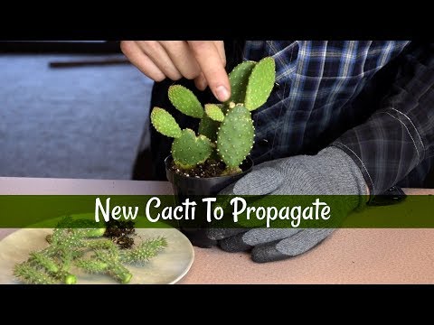 วีดีโอ: Chain Cholla Plant Care: การเจริญเติบโตของ Chain Cholla Cacti ในสวน