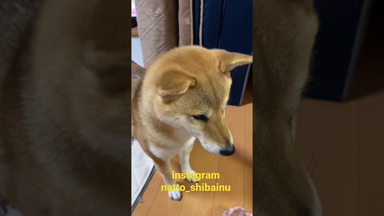ものすごい角度で首を傾げてママの話を聞く柴犬 Youtube