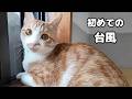 初めての台風に猫はこんな反応でした