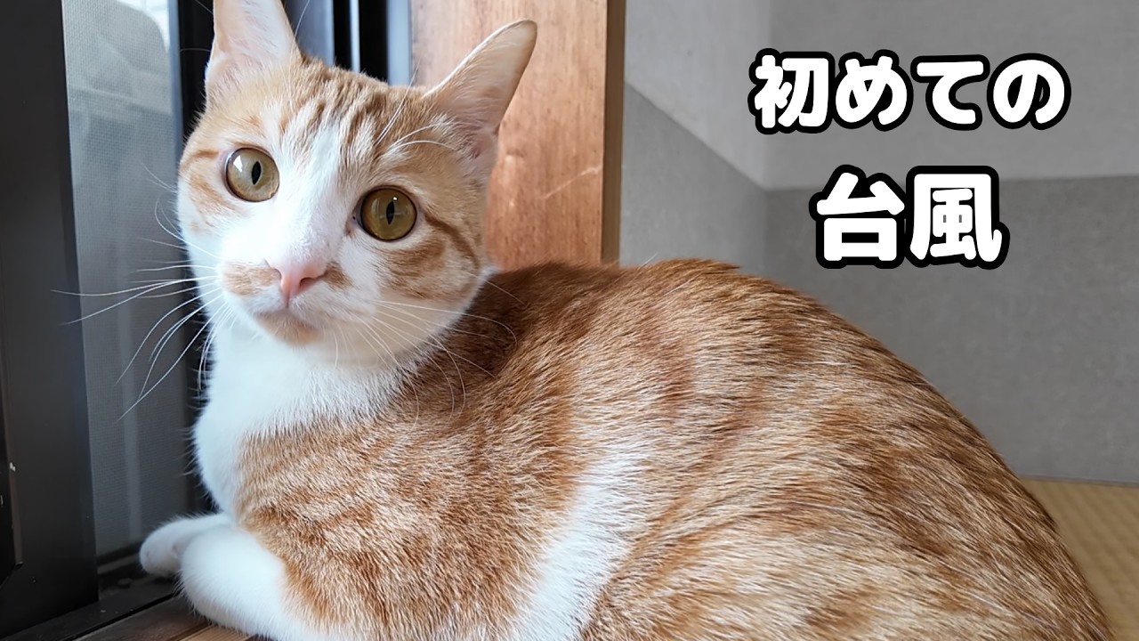 初めての台風に猫はこんな反応でした