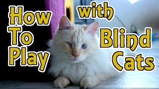 how to play with a blind cat / can blind cats be happy