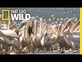 50,000 Pelicans Descend on Israel for a Free Lunch | Nat Geo Wild