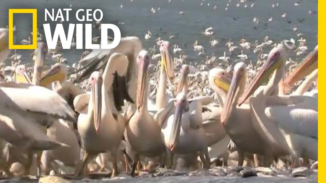 50,000 Pelicans Descend on Israel for a Free Lunch | Nat Geo Wild