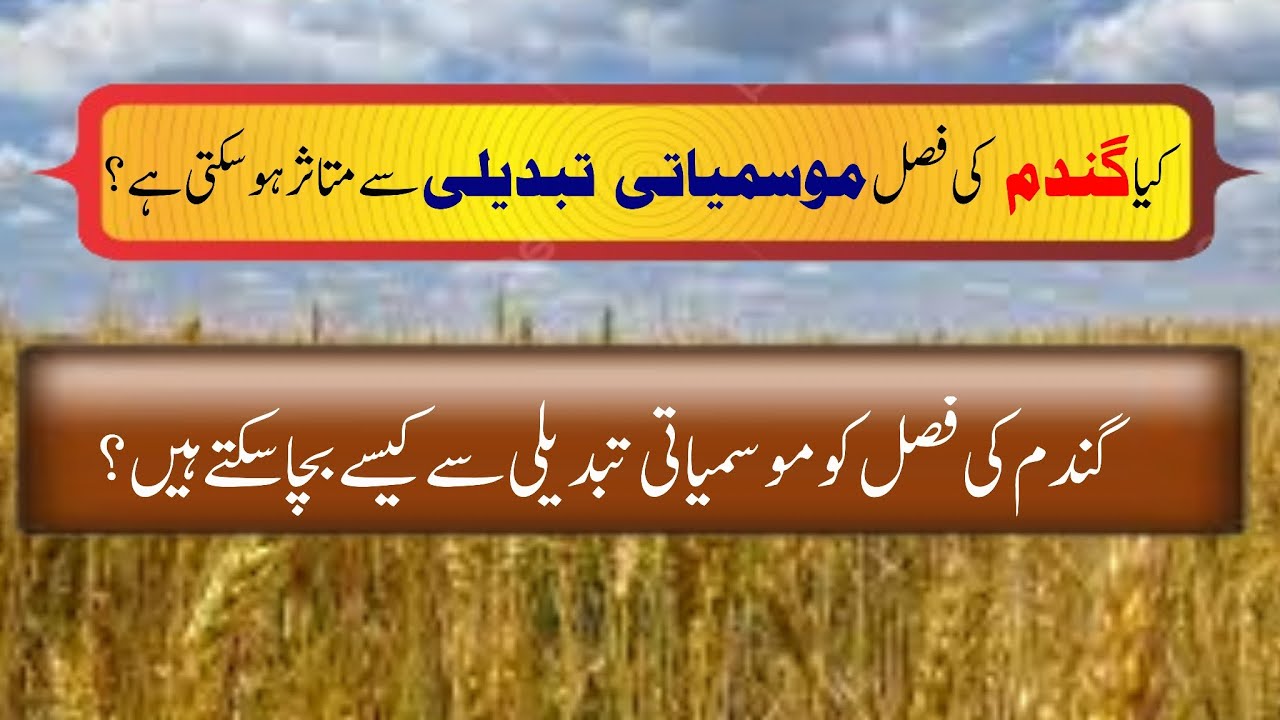 wheat crop effected from climate change|climate change in pakistan