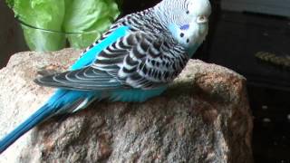 DSCF6299.AVI