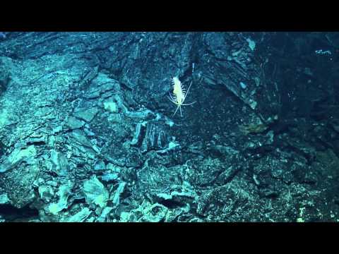 Amazing Creatures of Galapagos Hydrothermal Vents | Nautilus Live