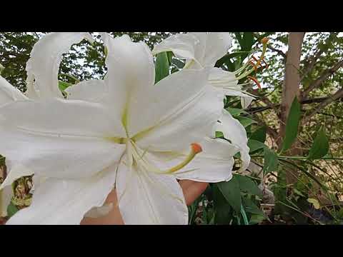 วีดีโอ: ดอกลิลลี่สีขาวในสวน