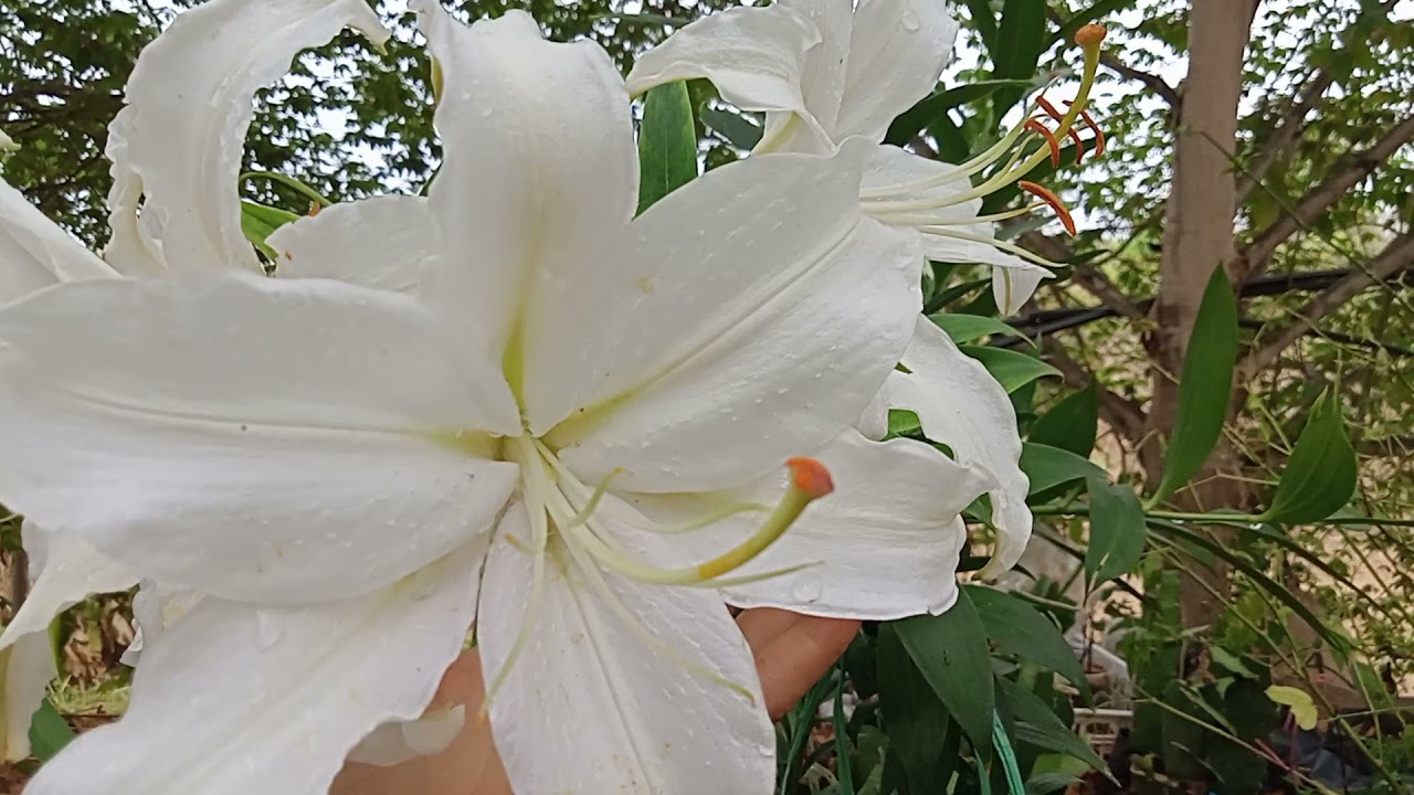 ดอกลิลลี่สีขาว ต้นสูง กลิ่นหอม ปลูกง่าย ดอกใหญ่มาก @มุมเกษตร