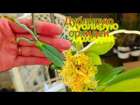 Видео: Размножение псевдобульбами - Орхидеи с псевдобульбовыми корнями