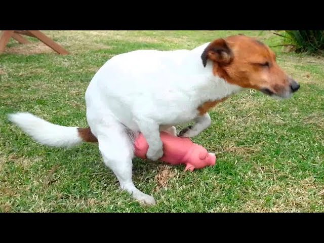 Dog Hump Fails Compilation