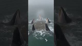 You're in the middle of a whale feeding frenzy. #whale #oceanlife #nature #naturelovers