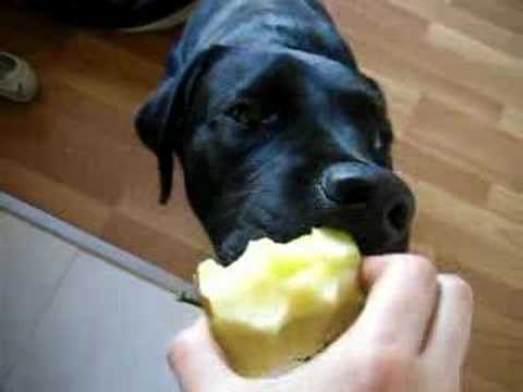 dog eats apple