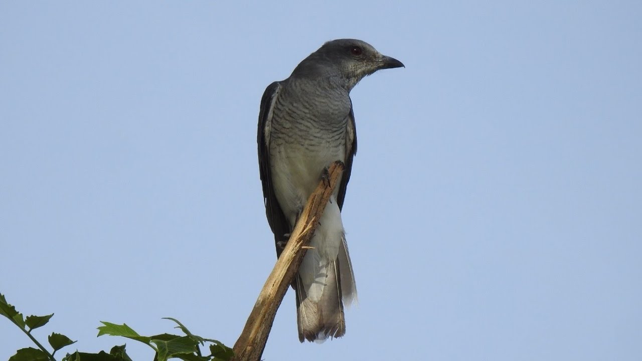 Large cuckooshrike (Coracina macei) shekhawati sikar rajasthan