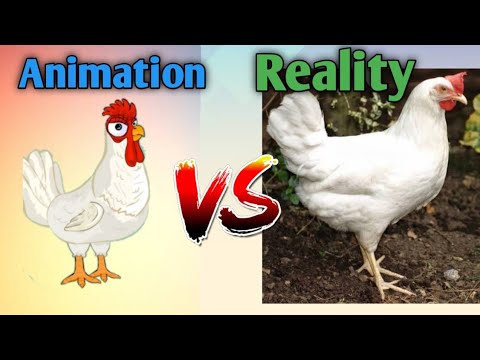 Animation versus Reality manok na pula