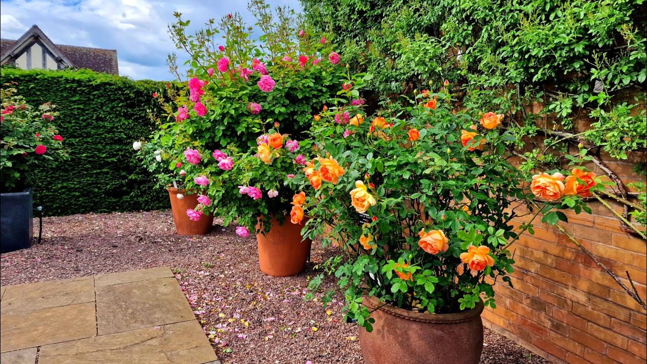 Rose garden tour | David Austin