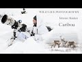 Alaskan Caribou | WILDLIFE PHOTOGRAPHY