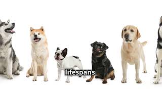 Dog Life Expectancy