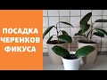 Посадка черенков фикуса. Верхушки фикуса дали корни.