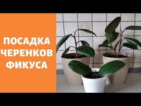 Посадка черенков фикуса.