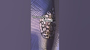 Sphinx the Axanthic! | #music #song #snake #name #python #ballpython