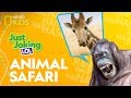 Animal Jokes and Riddles