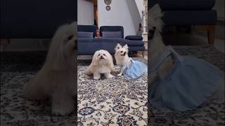 It’s okay, throw me a budget-friendly birthday party #dog #dogs #lovestory #doglife #cat #cats #p...