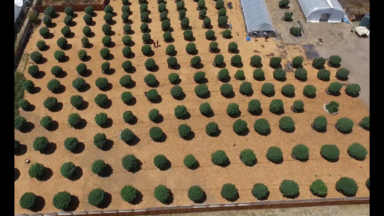 Mendo Dope Visits Soil Kings Seed 2 Soul Farms