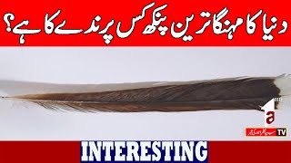 The world's most expensive feather || Interesting News || A1tv || 13 October 2025
