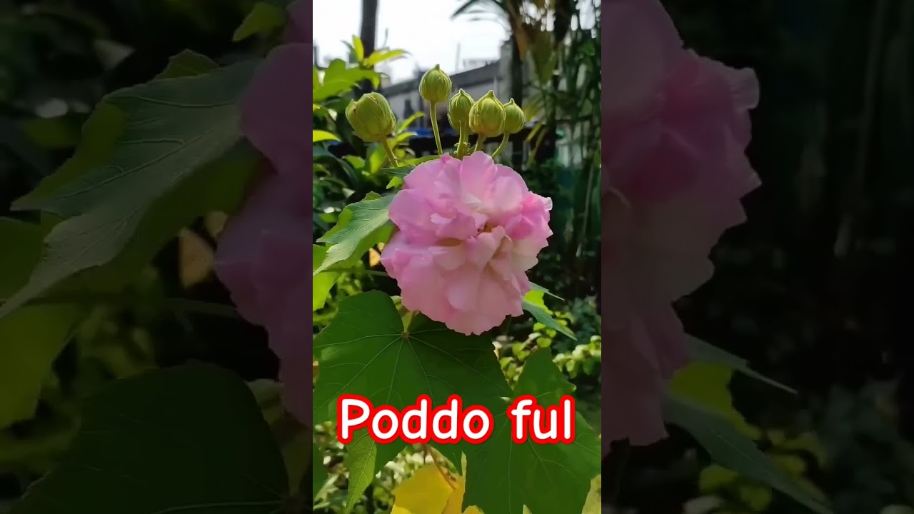 Colour changing poddo ful 