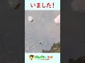 石の下には○○○○♪【田舎の水路】