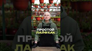 Про четвёртую обработку - 10 