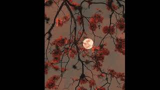 rises the moon🌕 - liana Flores. (sped up)