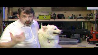 EDCD = Every Day Carry Dog Destiny The Female Samoyed Husky
