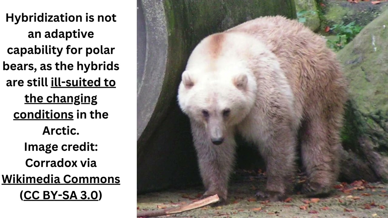 Grolar Bear Hybrids Are “Extremely Rare”, With Just 8 Confirmed Individuals