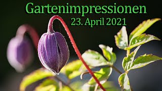 Gartenimpressionen 23  April 2021