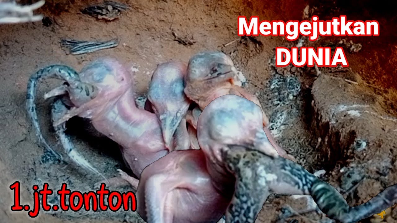 ANAK BURUNG TENGKEK PALING GILA