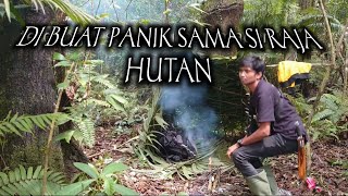 hunting bird endemic | muncul lagi suara raungan macan di pedalaman hutan